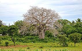 Kenya's baobab trees faces extinction