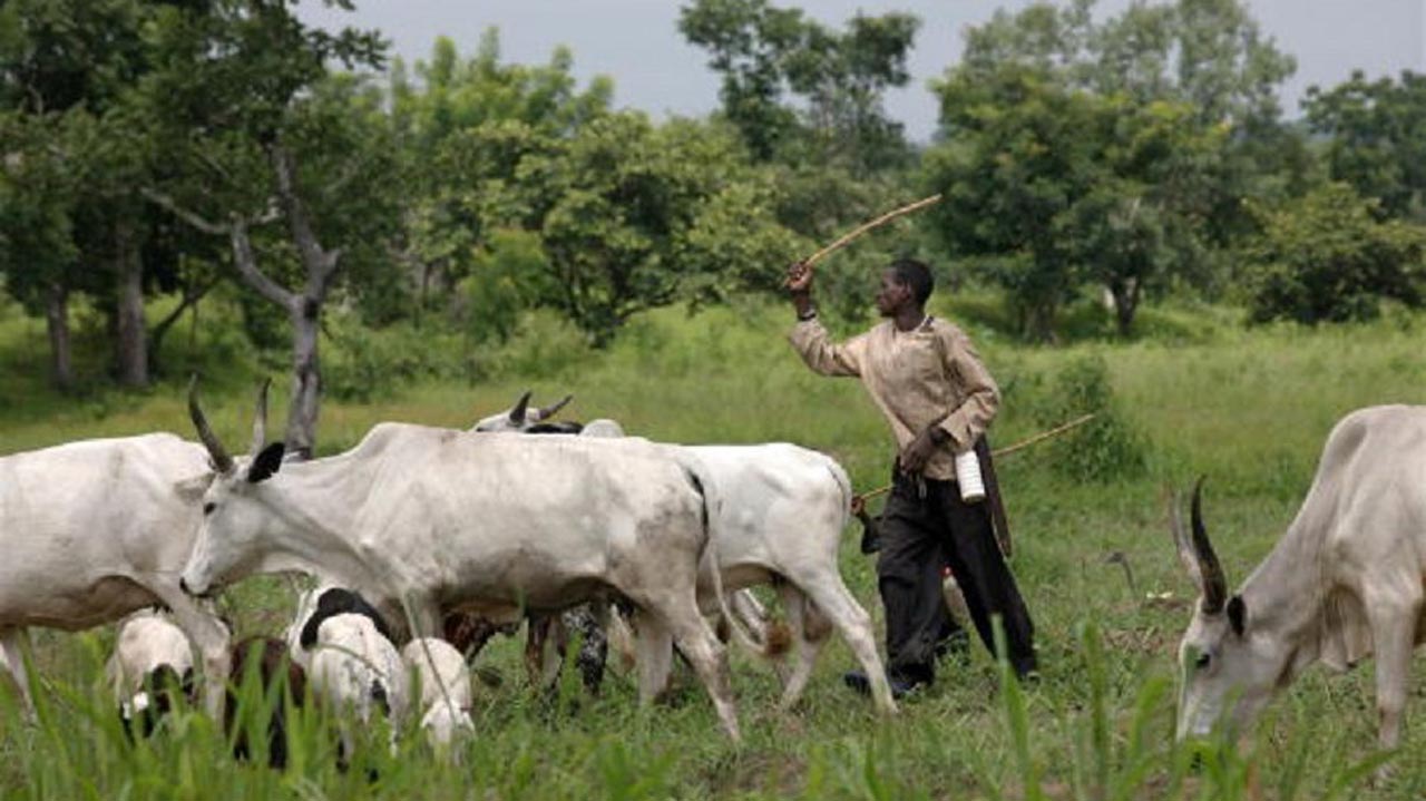 Cattle Herders Tvafrinet