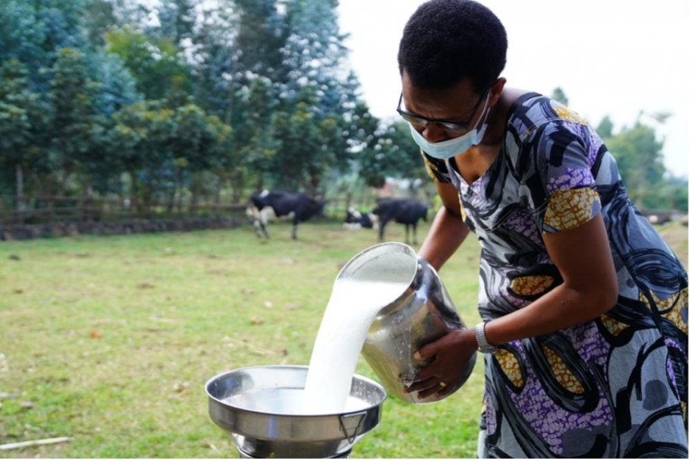 Milk production Tvafrinet