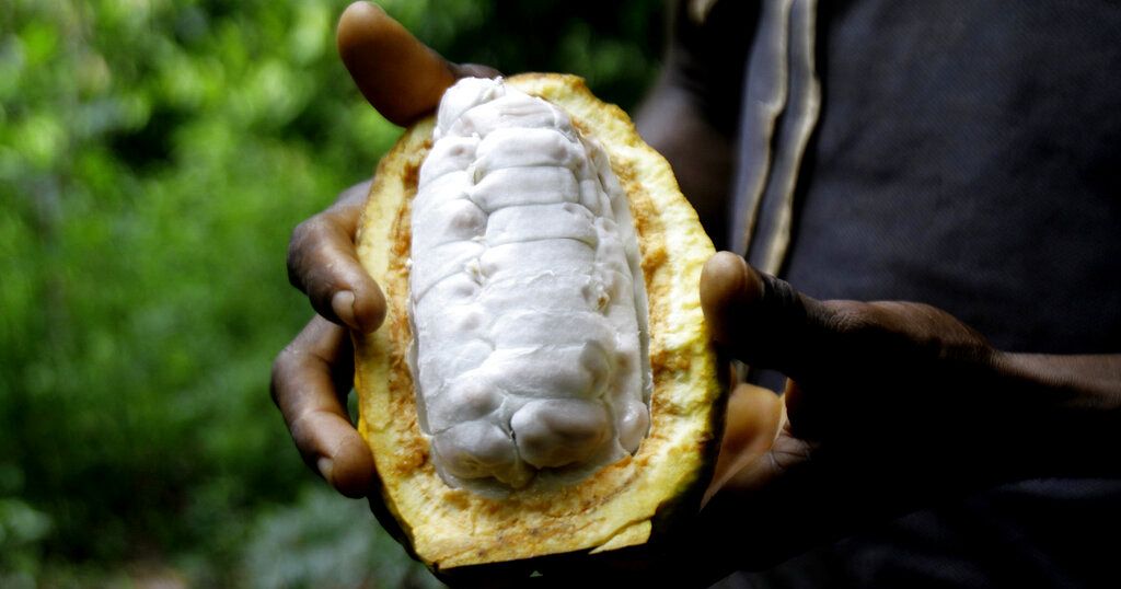 Ivorian cocoa Tvafrinet