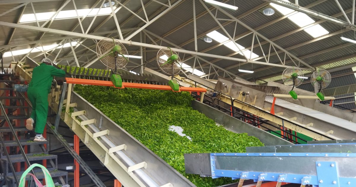 Kenya Orthodox tea plant Tvafrinet