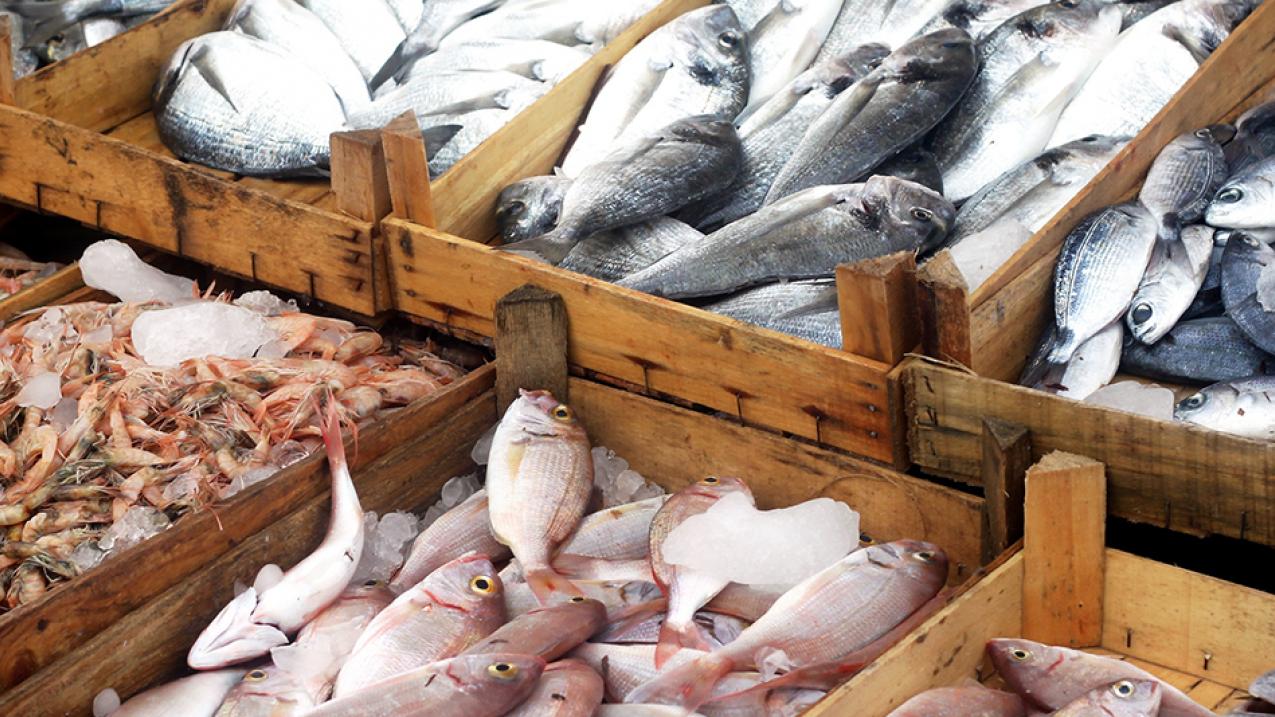 Angola fish sector Tvafrinet