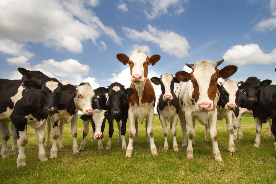 Morocco Suspend Beef import Tvafrinet
