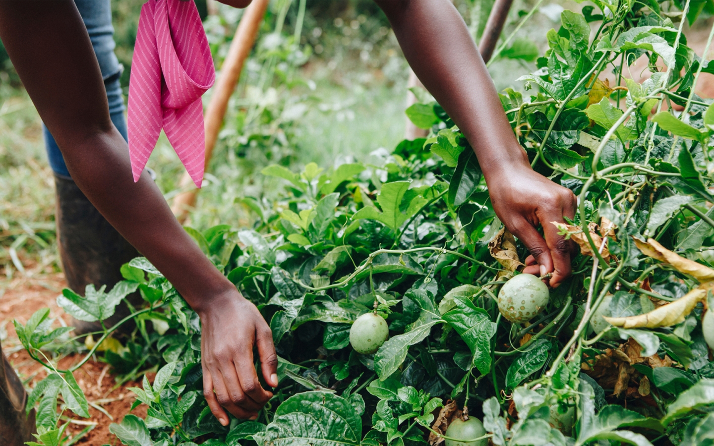 Food production in Africa Tvafrinet