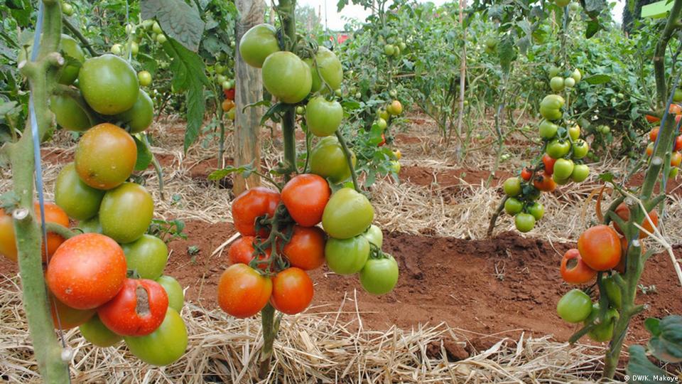 Tanzania Tomatoes Tvafrinet